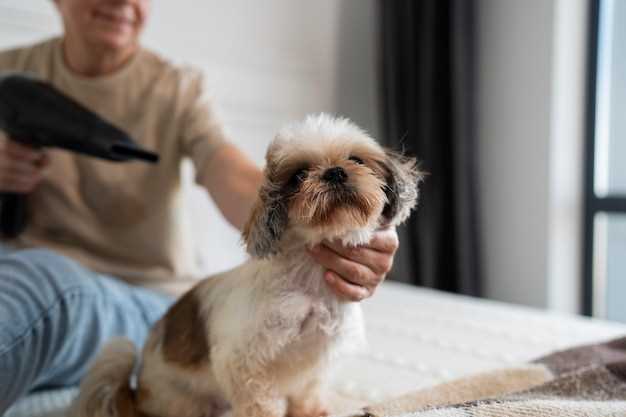 Ultimate Guide to Caring for Your Maltese Dog